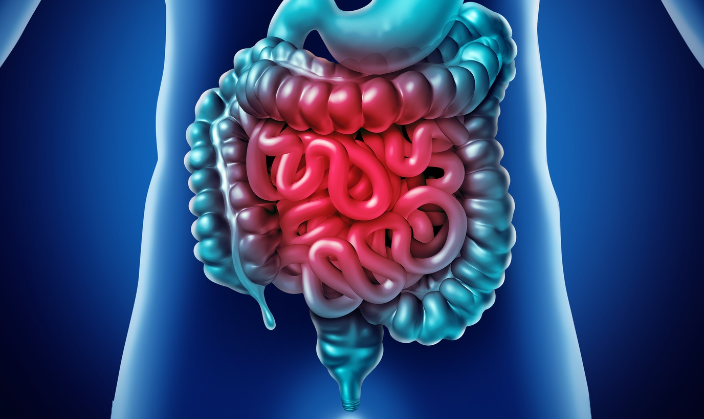 Intestino: o Segundo Cérebro do corpo. Veja como a saúde intestinal reflete na sua saúde geral