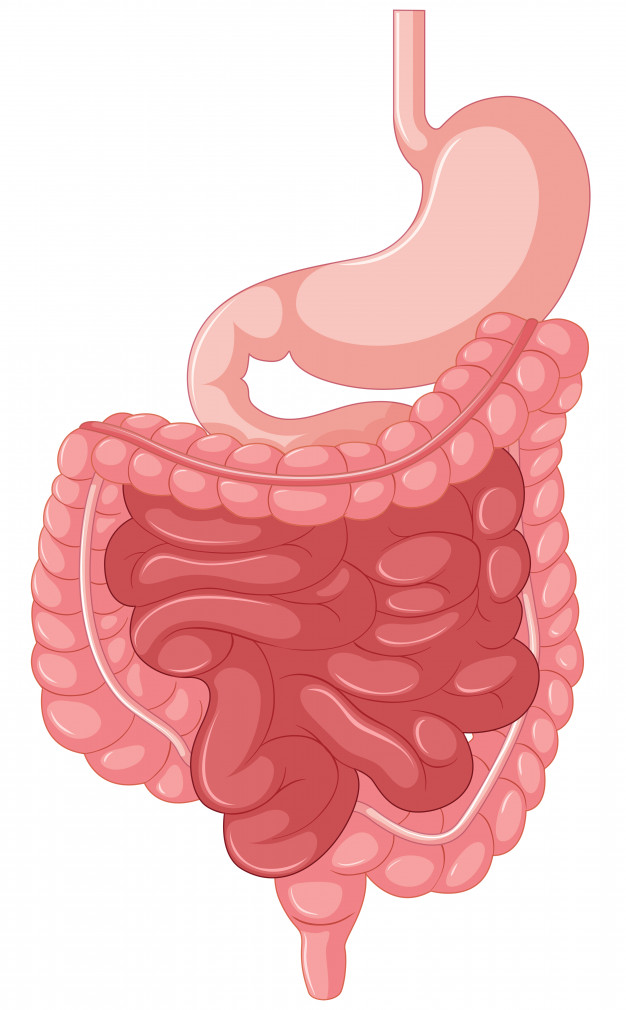 Como cuidar melhor da saúde intestinal?