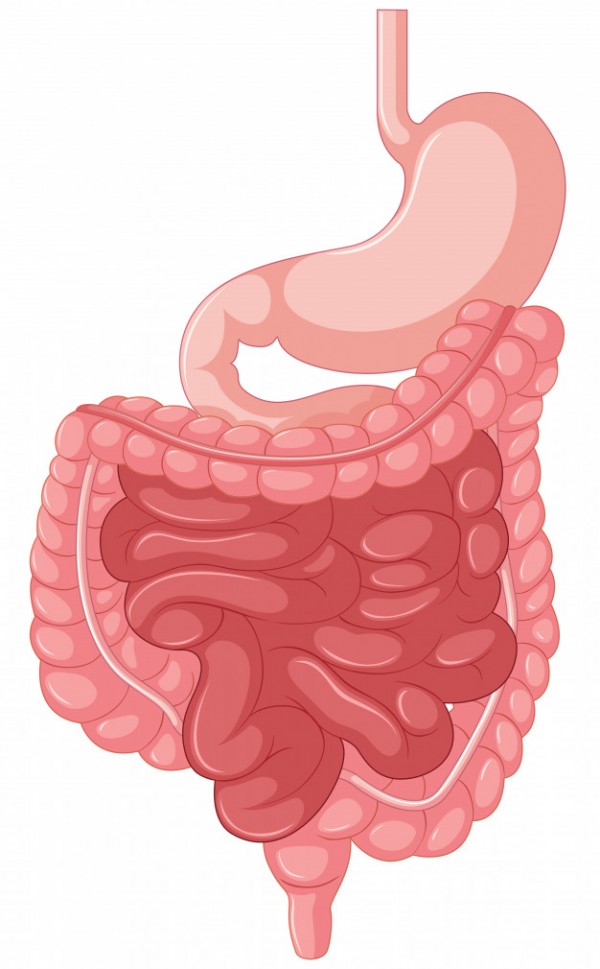 Como cuidar melhor da saúde intestinal?